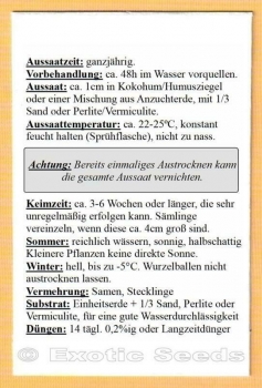 Grewia occidentalis, 10 Samen